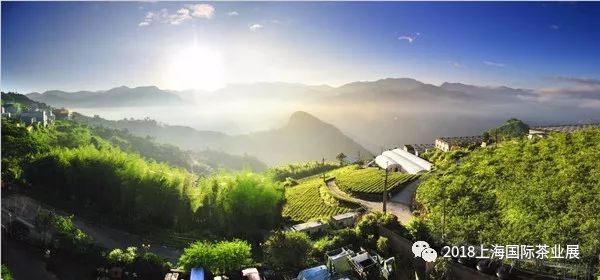 富硒藤茶价格是多少(富硒藤茶的功效与作用)-硒宝网