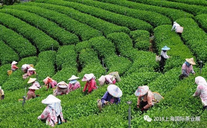 富硒藤茶价格是多少(富硒藤茶的功效与作用)-硒宝网