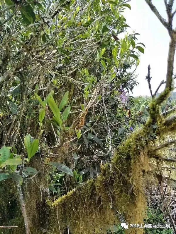 富硒藤茶价格是多少(富硒藤茶的功效与作用)-硒宝网