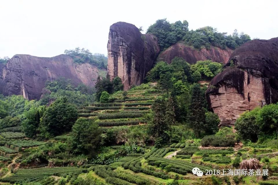 富硒藤茶价格是多少(富硒藤茶的功效与作用)-硒宝网
