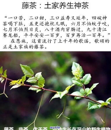 富硒藤茶是否降血糖（血糖降富硒是否藤茶可以喝）-硒宝网