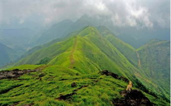 莲花茶叶高山富硒茶（莲花山茶种）-硒宝网