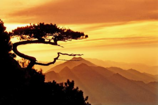 莲花茶叶高山富硒茶（莲花山茶种）-硒宝网