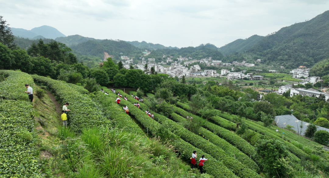 莲花茶叶高山富硒茶（莲花山茶种）-硒宝网