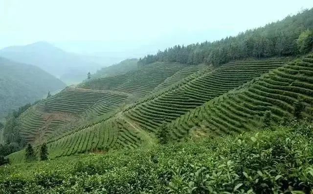 莲花茶叶高山富硒茶（莲花山茶种）-硒宝网