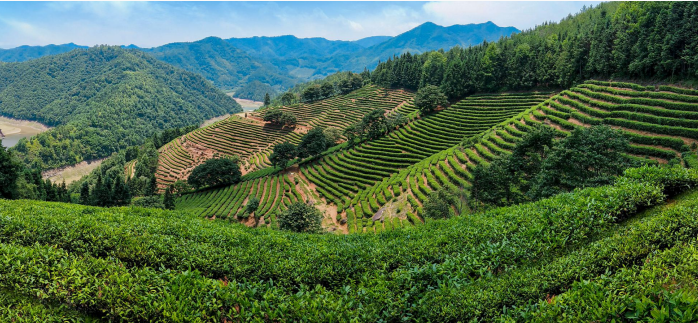 莲花茶叶高山富硒茶（莲花山茶种）-硒宝网