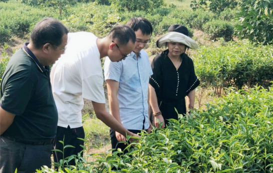 莲花茶叶高山富硒茶（莲花山茶种）-硒宝网