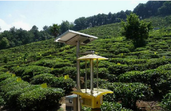 莲花茶叶高山富硒茶（莲花山茶种）-硒宝网