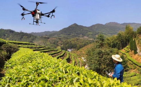 莲花茶叶高山富硒茶（莲花山茶种）-硒宝网