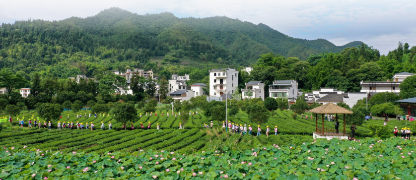 莲花茶叶高山富硒茶（莲花山茶种）-硒宝网