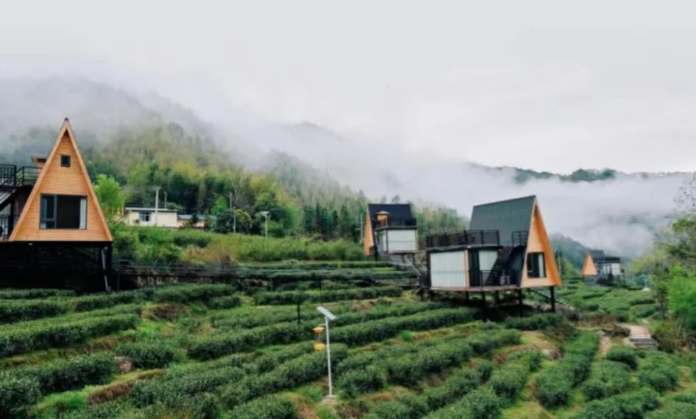 莲花茶叶高山富硒茶（莲花山茶种）-硒宝网