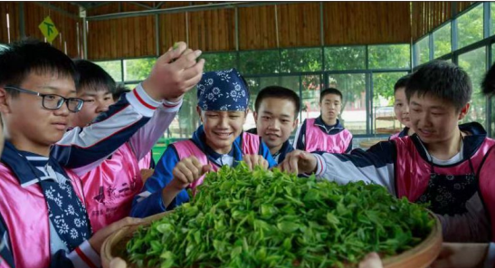 莲花茶叶高山富硒茶（莲花山茶种）-硒宝网