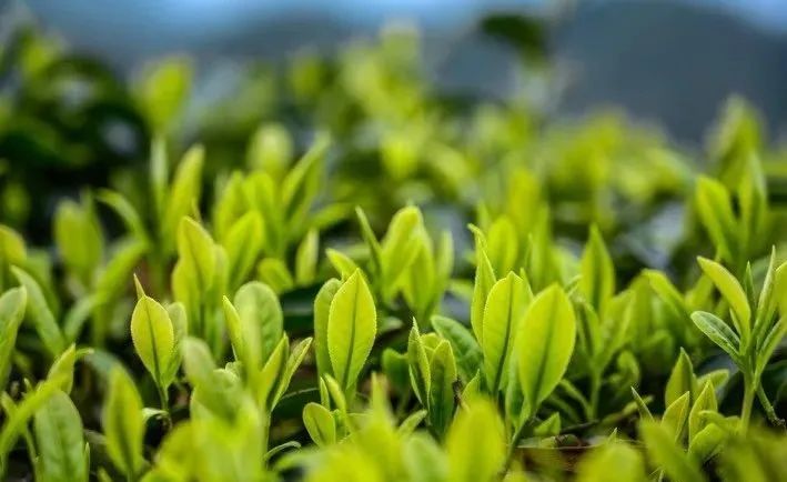 莲花茶叶高山富硒茶（莲花山茶种）-硒宝网