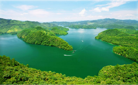 莲花茶叶高山富硒茶（莲花山茶种）-硒宝网