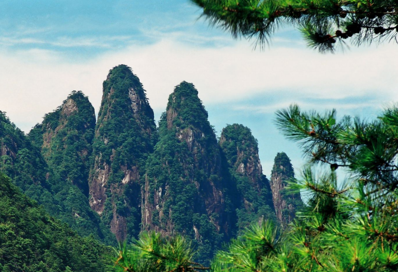 莲花茶叶高山富硒茶（莲花山茶种）-硒宝网