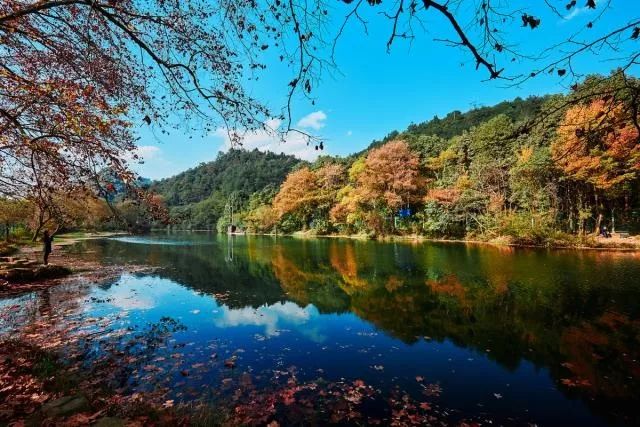 贵州富硒茶是那里的(贵州富硒茶多少钱一斤)-硒宝网