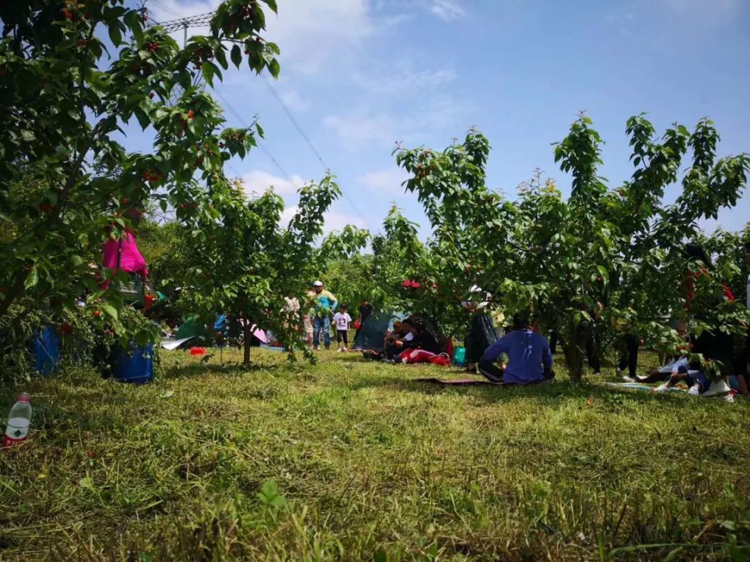 贵州富硒茶是那里的(贵州富硒茶多少钱一斤)-硒宝网