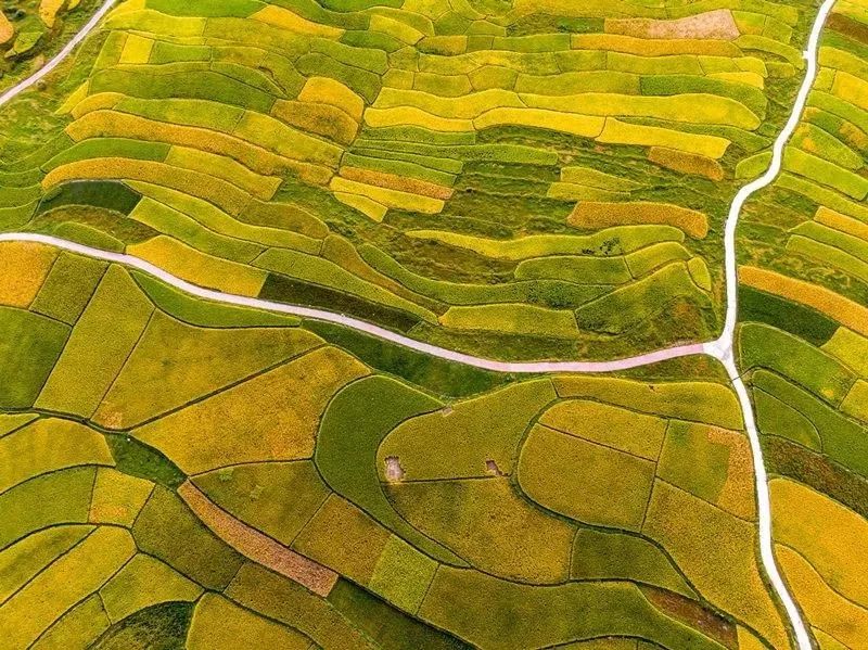 贵州富硒茶是那里的(贵州富硒茶多少钱一斤)-硒宝网