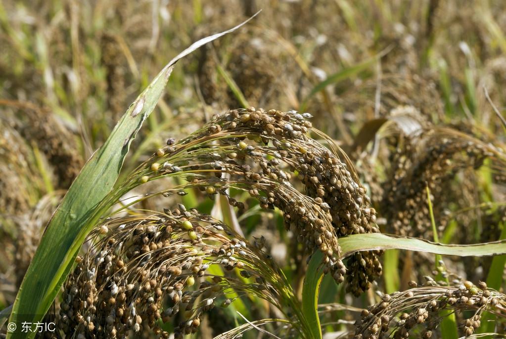 富硒苦荞茶可以吃吗(茶苦荞吃富硒可以吃吗)-硒宝网