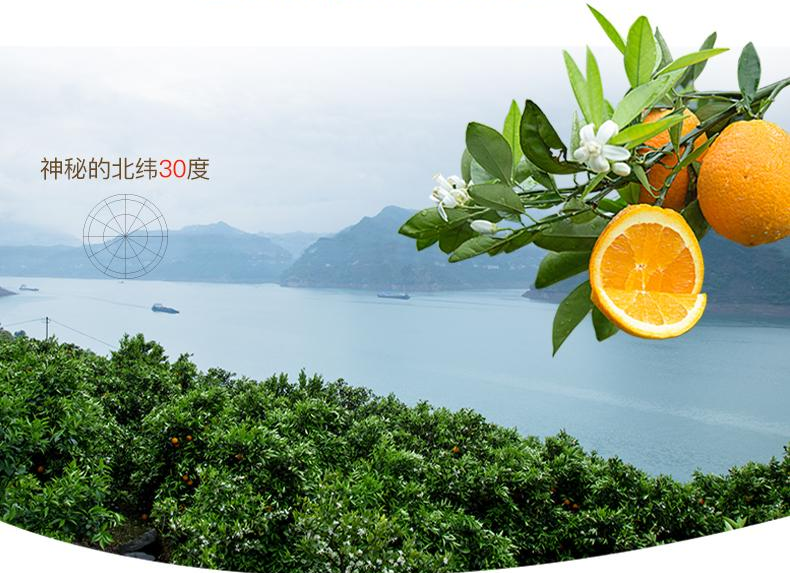 富硒藤茶特级多少钱(富硒藤茶是传销吗)-硒宝网