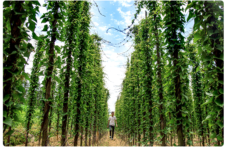 富硒藤茶特级多少钱(富硒藤茶是传销吗)-硒宝网