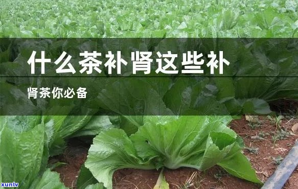 富硒茶多少度水冲泡(富硒水泡茶好吗)-硒宝网