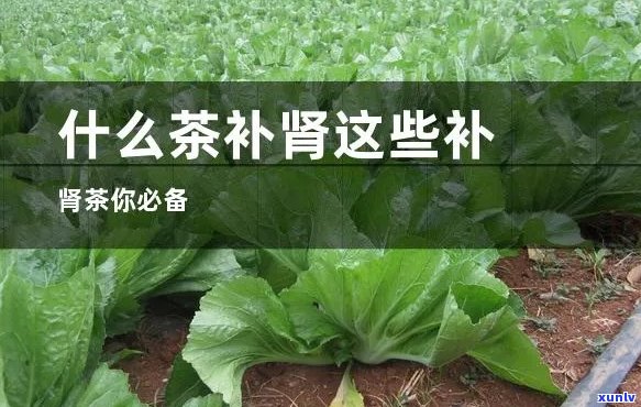 富硒茶多少度水冲泡(富硒水泡茶好吗)-硒宝网