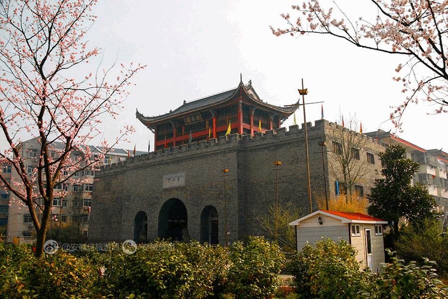 安徽仙寓山富硒野茶(安徽东至仙寓山野茶)-硒宝网