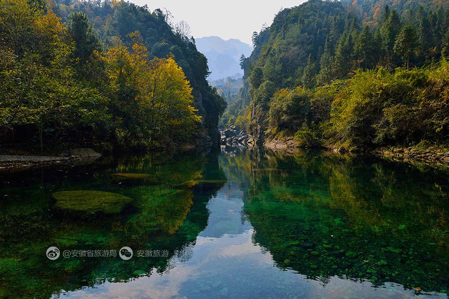 安徽仙寓山富硒野茶(安徽东至仙寓山野茶)-硒宝网