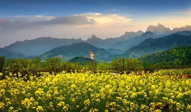 安徽仙寓山富硒野茶(安徽东至仙寓山野茶)-硒宝网