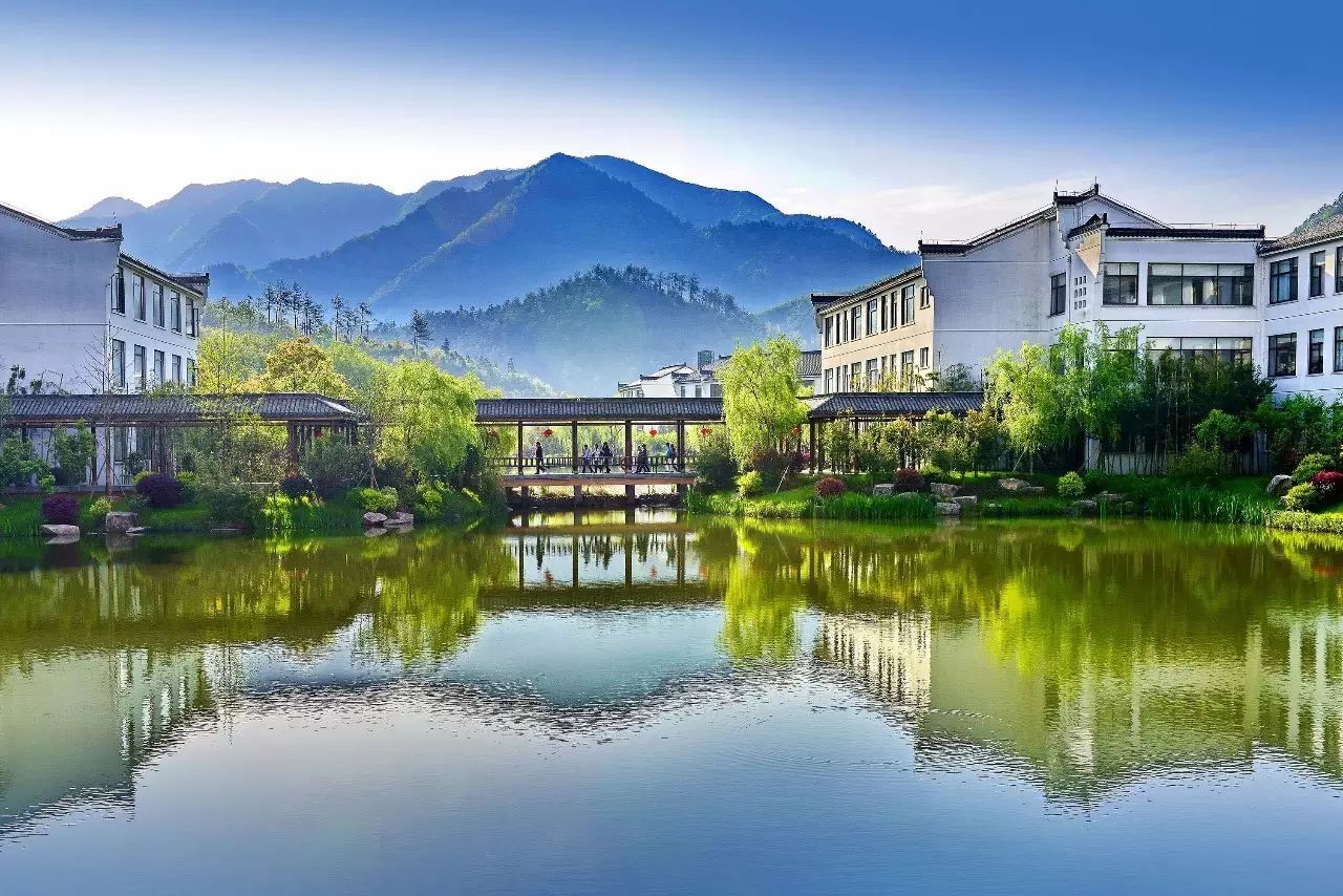 安徽仙寓山富硒野茶(安徽东至仙寓山野茶)-硒宝网