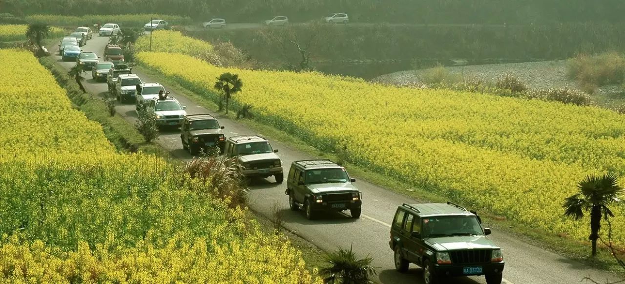 安徽仙寓山富硒野茶(安徽东至仙寓山野茶)-硒宝网