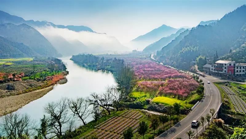 安徽仙寓山富硒野茶(安徽东至仙寓山野茶)-硒宝网