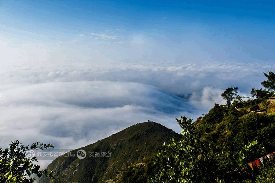 安徽仙寓山富硒野茶(安徽东至仙寓山野茶)-硒宝网