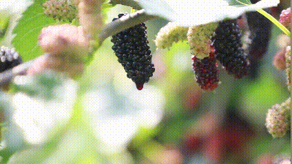 富硒茶啤酒生产厂家（富硒茶精酿啤酒介绍）-硒宝网