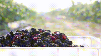 富硒茶啤酒生产厂家（富硒茶精酿啤酒介绍）-硒宝网