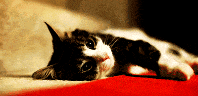 富硒茶啤酒生产厂家（富硒茶精酿啤酒介绍）-硒宝网