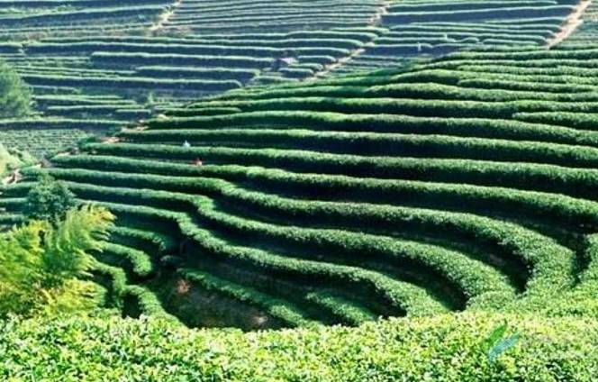 陕西汉中勉县富硒茶（汉阴富硒茶）-硒宝网