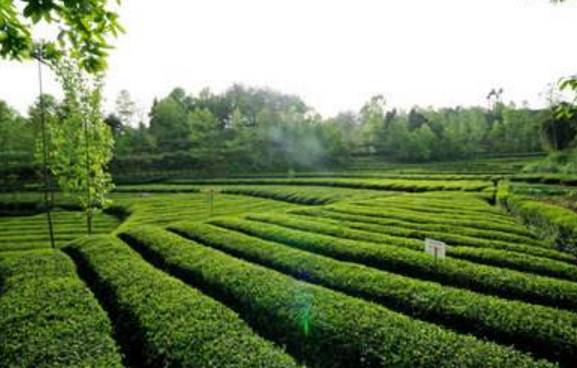 陕西汉中勉县富硒茶（汉阴富硒茶）-硒宝网