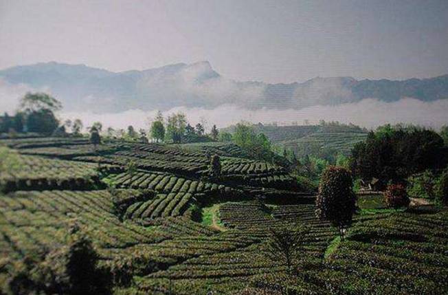 陕西汉中勉县富硒茶（汉阴富硒茶）-硒宝网