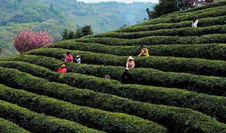 陕西汉中勉县富硒茶（汉阴富硒茶）-硒宝网