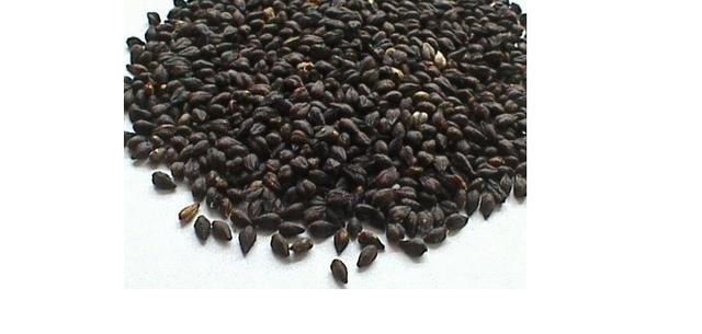 富硒黑苦荞茶好喝吗(喝茶黑苦荞富硒好不好)-硒宝网