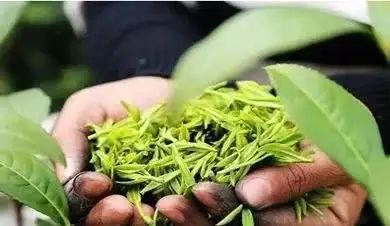 癌症人能喝富硒茶吗(癌症的人可以喝茶叶吗)-硒宝网