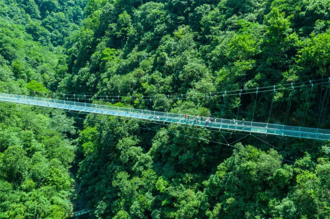 安徽仙寓山富硒野茶（安徽高山野茶）-硒宝网