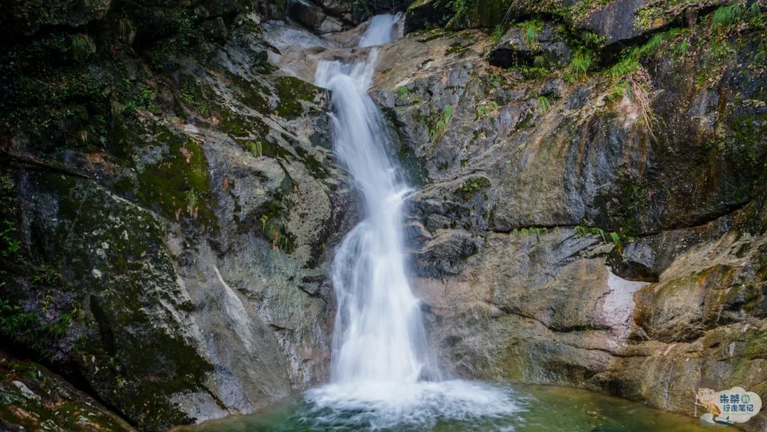 安徽仙寓山富硒野茶（安徽高山野茶）-硒宝网