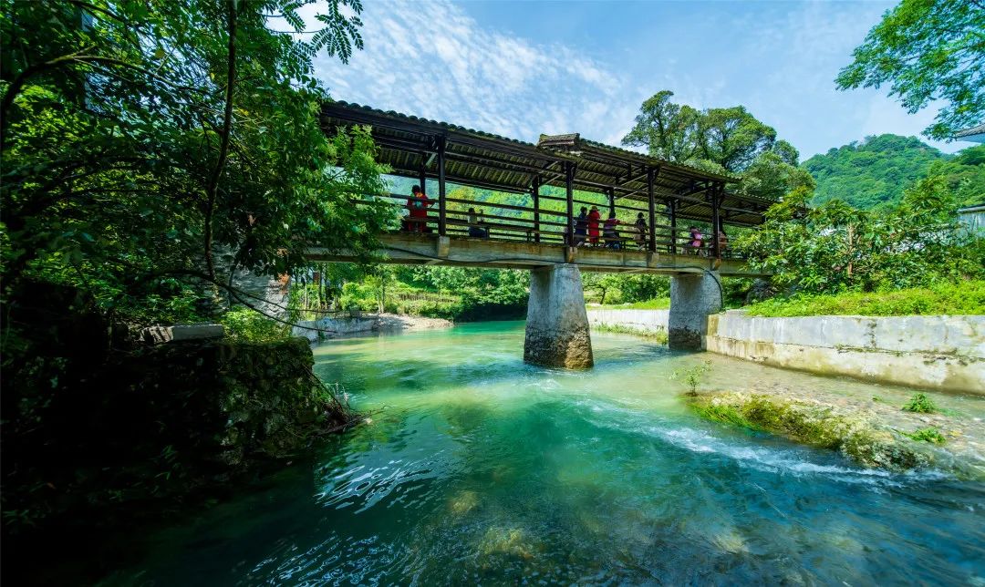 安徽仙寓山富硒野茶（安徽高山野茶）-硒宝网