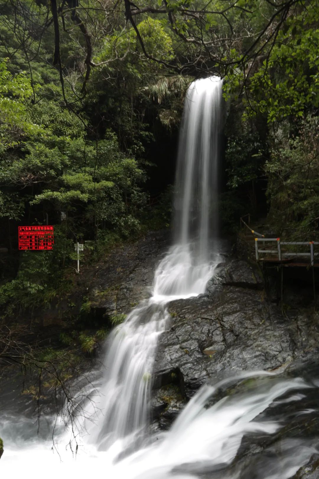 安徽仙寓山富硒野茶（安徽高山野茶）-硒宝网