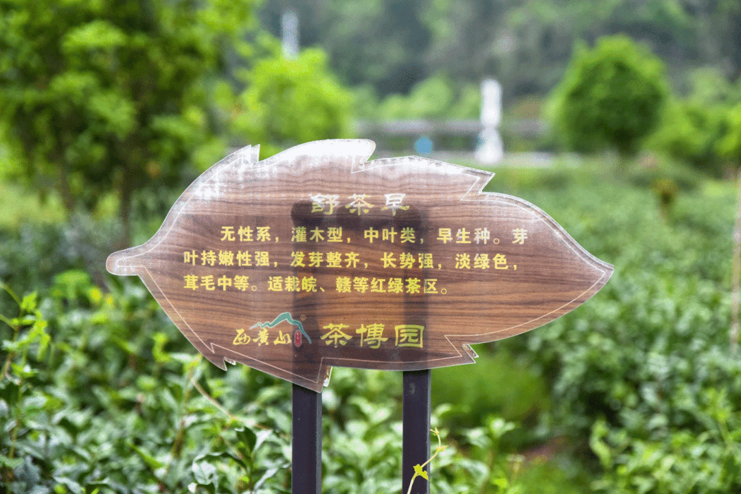 安徽仙寓山富硒野茶（安徽高山野茶）-硒宝网