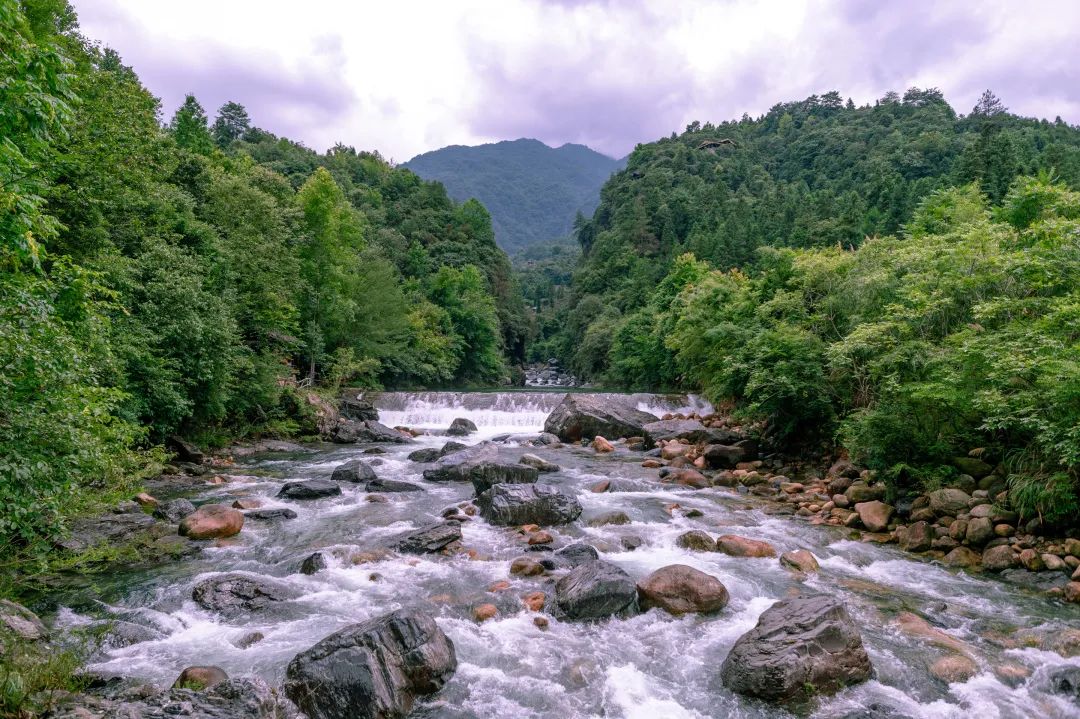 安徽仙寓山富硒野茶（安徽高山野茶）-硒宝网