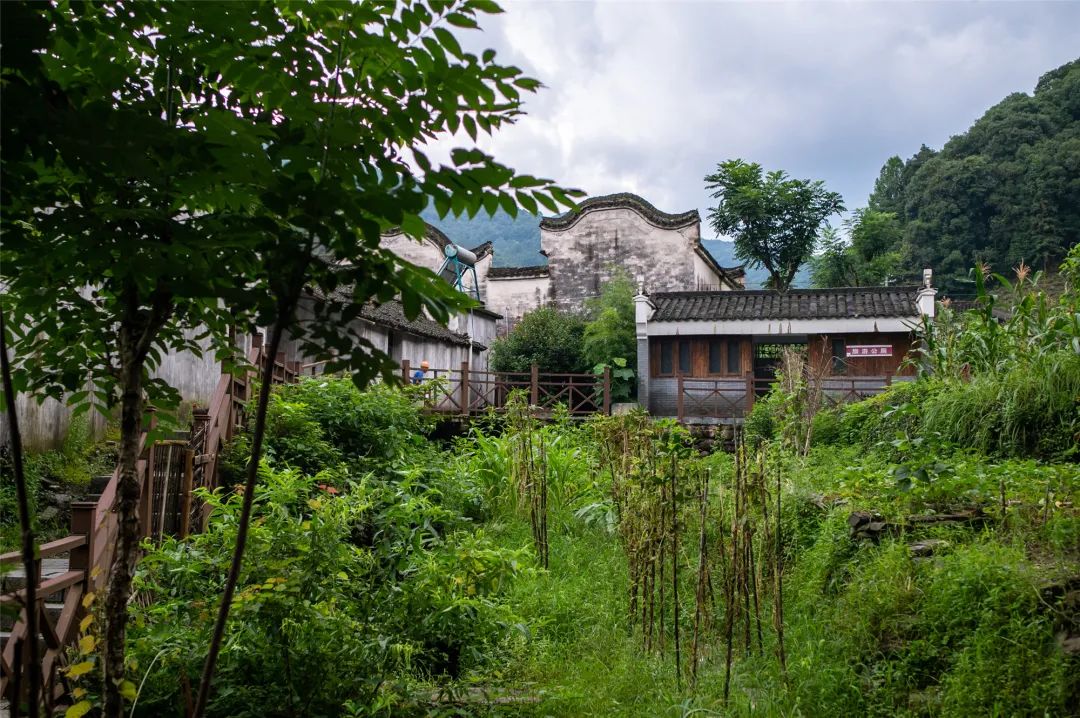安徽仙寓山富硒野茶（安徽高山野茶）-硒宝网